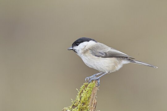 Marsh tit (Parus palustris) sitting on a tree root, Wilnsdorf, North Rhine-Westphalia, Germany