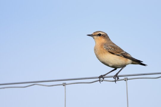 A wheatear (Oenanthe oenanthe) perched on a fence, North Rhine-Westphalia, Germany