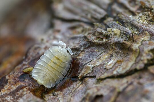 Ant woodlouse, woodlice, Platyarthrus Hoffmannseggi, white ant woodlice, crustaceans