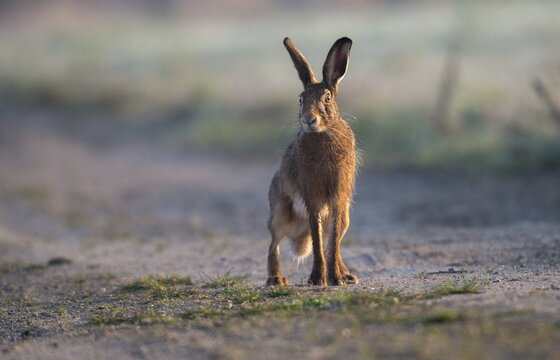 European hare, hares, hares, lagomorpha, lepus europaeus, bunny, mammals, mammals