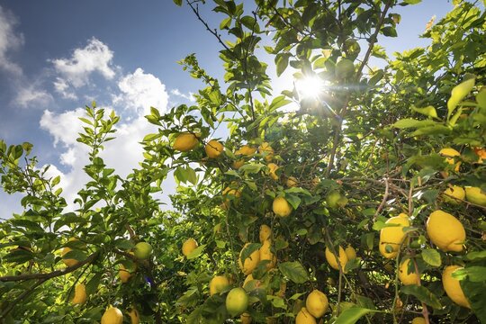 Lemons hanging from a tree in the sun, bright backlight, Malfa, Salina, Aeolian or Lipari Islands, Southern Italy, Italy