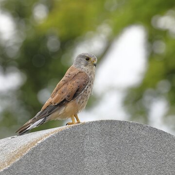 Kestrel (Falco tinnunculus), sitting on a monument, bokeh in the background, Vienna, Austria