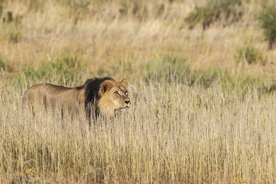 Lion (Panthera leo). Black-maned Kalahari male stalking. Kalahari Desert, Kgalagadi Transfrontier Park, South Africa