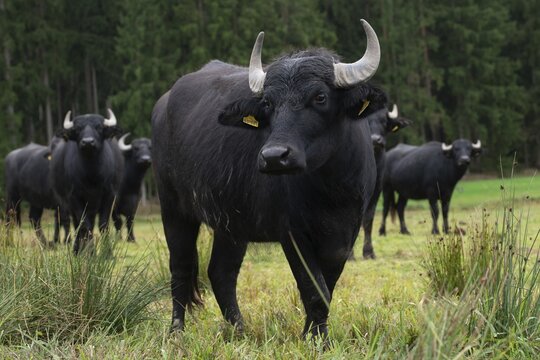 Artiodactyla, Bavaria, Bubalus Arnee, Even-t&ouml;d Ungulate, Upper Palatinate, Paarhufer, Tirschenreuth, Waldnaab, Waldnaabaue, water buffalo, wild willows Waldnaabaue, domesticated animals, extensive grazing, pet, mammals, mammals