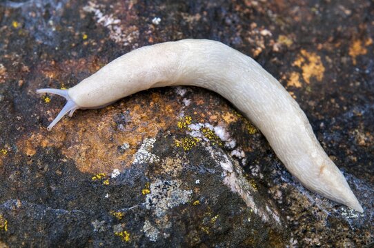 Black keel-back slug, limax cinereoniger, snowgel, black snowgel, albinism, gastropod, mollusca, snails, snails, molluscs
