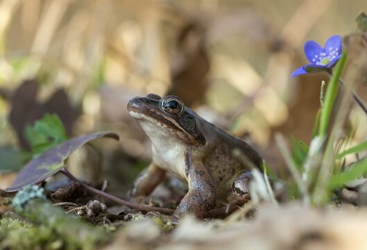Agile frog, common hepatica, buttercup family, hepatica nobilis, liverwort, rana dalmatina, ranunculaceae, jumping frog, amphibians, amphibians, flora, frog, frogs, liverwort, amphibians, plants, plants