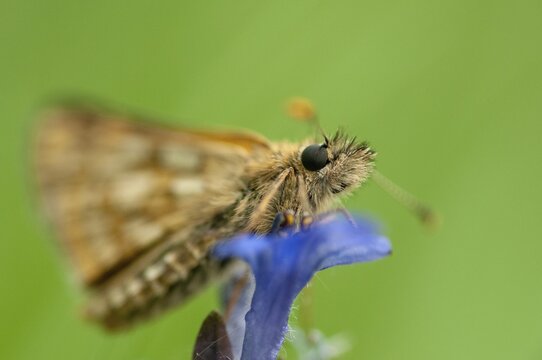 Colorful bighead, carterocephalus palaemon, chequered skipper, yellow cube thighead, butterfly, insects, butterfly, butterflies, butterflies