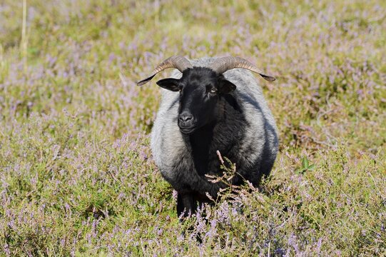Grey-horned Heidschnucke moorland sheep sheep and flowering common heather (Calluna vulgaris), Westruper Heath, North Rhine-Westphalia, Germany