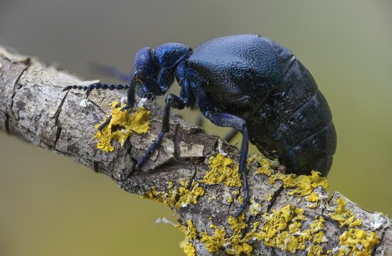 Blue mayworm, mayworm, meloe cf violaceus, meloe violaceus, meloid beetle, purple oil beetle, beetle, coleoptera, insects, beetles, oil beetle, oil beetle