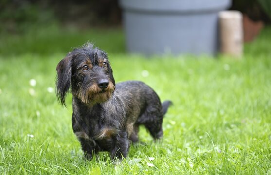 Rough-haired dachshund (Canis lupus familiaris) male, 4 years, attentive, in a meadow, in garden, Stuttgart, Baden-W&uuml;rttemberg, Germany