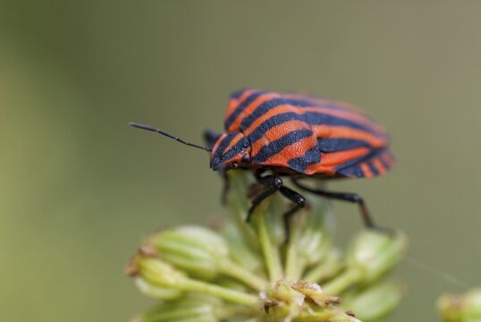 Graphosoma italicum, minstrel bug, striped bug, leaf bugs, insects, bugs