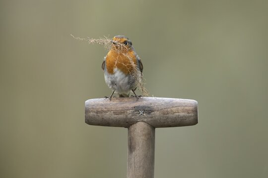 European robin (Erithacus rubecula) adult garden bird on a fork handle with nest material in its beak in spring, England, United Kingdom