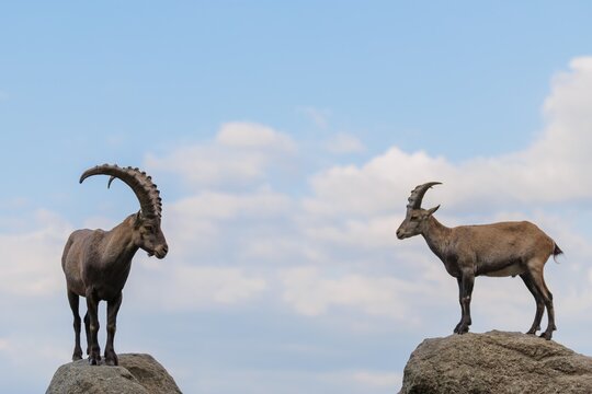 A male and female ibex (Capra ibex) stand facing each other on separate rocks. A blue sky with clouds can be seen in the background. Carinthia, Austria