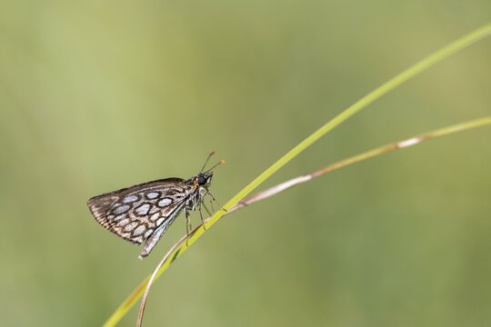 Hesperiidae, heteropterus morpheus, large chequered skipper, mirrorspot thighead, butterfly, thighead, insects, butterfly, butterflies