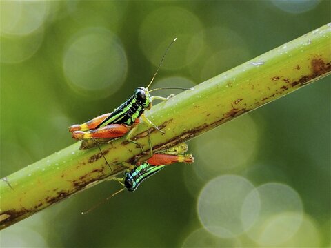 Two Common Green Grasshoppers (Taeniophora femorata), grasshoppers, sitting on a green branch in front of a blurred background. Manuel Antonio National Park, Costa Rica, Central America
