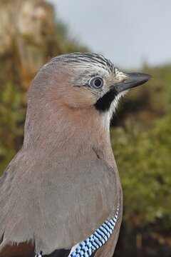 Eurasian jay (Garrulus glandarius), animal portrait, Wilnsdorf, North Rhine-Westphalia, Germany