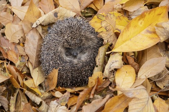 European hedgehog (Erinaceus europaeus) adult animal sleeping on autumn colour leaves during hibernation, England, United Kingdom