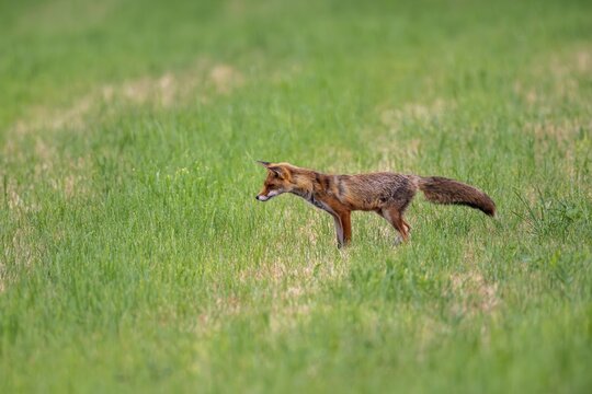 Red fox (Vulpes vulpes), Vulkaneifel, Rhineland-Palatinate, Germany