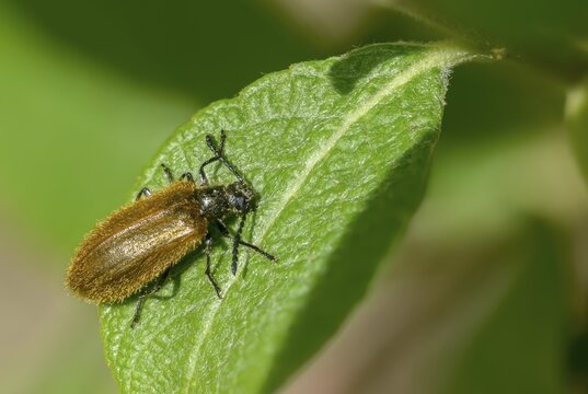 Formerly woolly beetles, lagria atripes, woolly beetles, beetles, coleoptera, insects, beetles