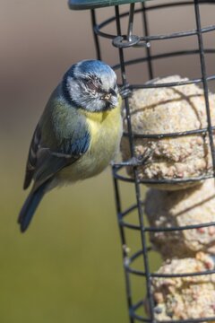 Blue tit, parus caeruleus, birds, high size, portrait format, sick, tit, passeri, songbirds, songbirds, tits, injured, injury, birds