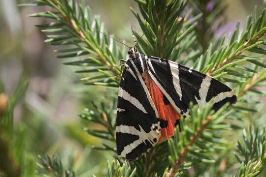 Callimorpha quadripunctaria, Euplagia quadripunctaria, jersey tiger, Panaxia quadripunctaria, Russian bear, Spanish flag, butterfly, insects, moths, moths, moths, butterfly