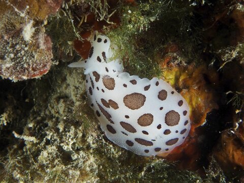 A brown and white patterned sea snail, the leopard snail (Discodoris atromaculata), on the seabed of the underwater world, at the Hausriff dive site, Stoja, Pula, Croatia, Mediterranean Sea