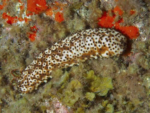 A spotted sea cucumber (Holothuria sanctori) crawls across the seabed at night, dive site: El Cabron Marine Reserve, Arinaga, Gran Canaria, Spain, Europe, Atlantic Ocean