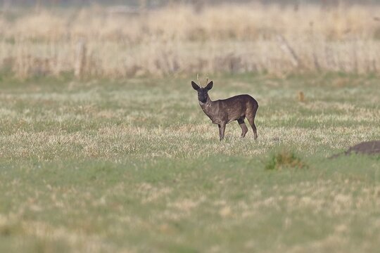Roebuck (Capreolus capreolus), black roe deer, male foraging in a meadow, old animal, wildlife, black colour variant, Ochsenmoor, D&uuml;mmer See nature park Park, H&uuml;de Lower Saxony, Germany