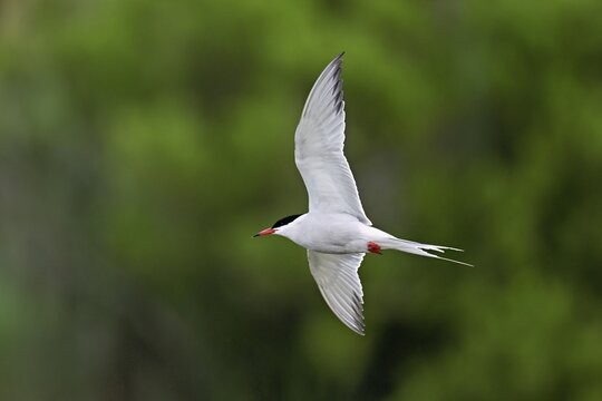 Common tern (Sterna hirundo), in flight, Saintes-Marie-de-la-Mer, Camargue, southern France, France