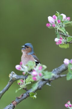 Chaffinch, Fringilla Coelebs, Fruit Tree Blossoms, Birds, Call, Spring, Song, High Size, Portrait Format, Male, Passeri, Call, Singing, Songbirds, Jump, Birds