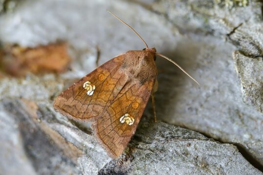 Amphipoea oculea, apamea oculea, auburn stem owl, ear moth, insects, moths, moths, butterflies