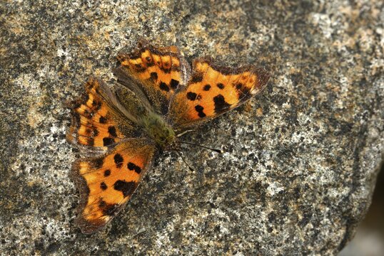 C-butterfly, comma butterfly, nymphalis c-album, polygonia c-album, butterfly, insects, butterflies, butterflies
