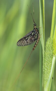 Common mayfly, ephemera vulgate, common mayfly, mayflies, high size, portrait format, insects, insects