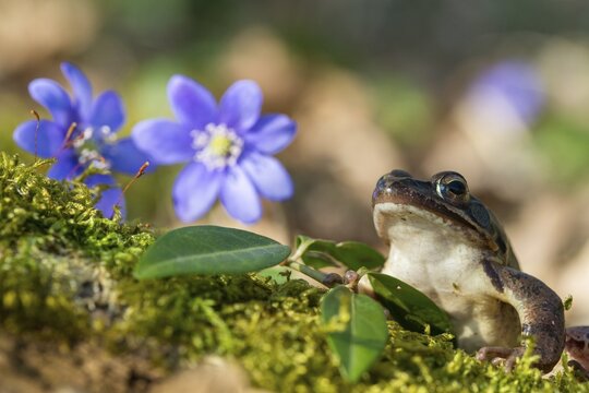 Agile frog, common hepatica, buttercup family, hepatica nobilis, liverwort, rana dalmatina, ranunculaceae, jumping frog, amphibians, amphibians, flora, frog, frogs, spring, liverwort, amphibians, plants, spring
