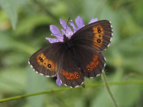 A butterfly with orange-brown wings, the Erebia ligea, on a purple flower, Goms, Canton of Valais, Switzerland