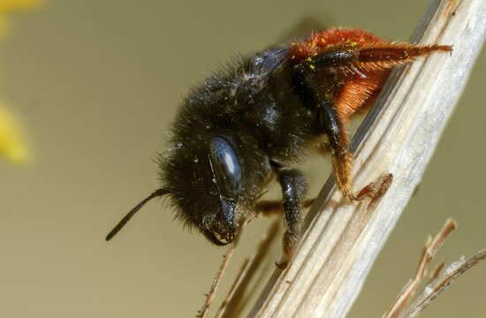 Apidae, bees, hymenoptera, mason bee, osmia bicornis, osmia rufa, red mason bee, insects
