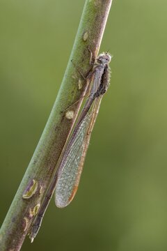 Common winter dragonfly, Granelli, Italy, Pantani Cuba and Longarini, Sympecma Fusca, winter damselfly, winter dragonfly, migratory bird sanctuary Pantani Cuba & Longarini, damselflies, dragonflies, high size, portrait format, insects, Italy, dragonflies, odonata, Sicily, foundation for biodiversity, zygoptera