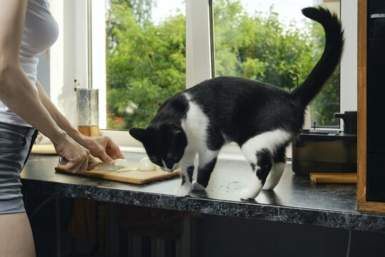 Woman chops onion by window on kitchen countertop. Black and white cat walks nearby looking at food