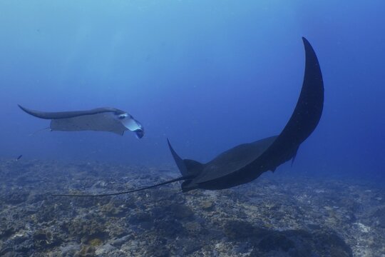 Two reef manta rays (Mobula alfredi), one of them completely in black, float gracefully through deep blue water, dive site Manta Point, Nusa Ceningan, Nusa Penida, Bali, Indonesia