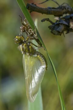 Broad-bodied chaser, libellula depressa, flatbelly, anisoptera, dragonflies, high size, portrait format, insects, larva, larva, dragonflies, odonata, hatching, hatching