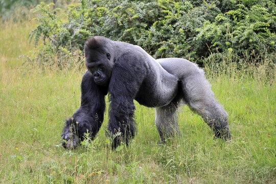 Western gorilla (Gorilla gorilla), adult, male, silverback, on the ground, foraging