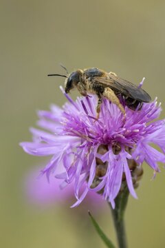 Apidae, bees, furrow bee, common furrow bee, halictus simplex, hymenoptera, high size, portrait format, insects, wild bees