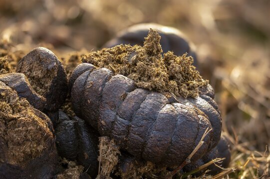 Cows, droppings, dung, feces, solution, manure, cattle, beef droppings, beef solution, decomposition