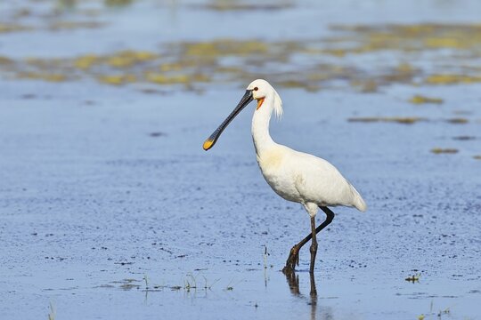 Spoonbill (Platalea leucorodia), adult bird striding through shallow water, adult bird in splendour, wildlife, Ziggsee, Burgenland, Austria