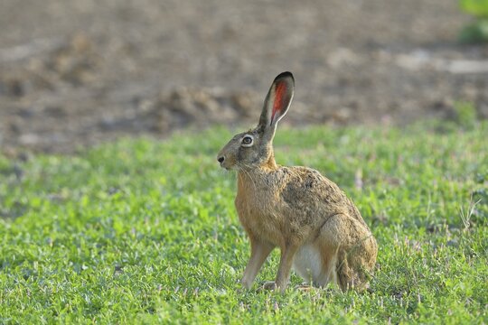 European hare (Lepus europaeus) sitting in a meadow, North Rhine-Westphalia, Germany
