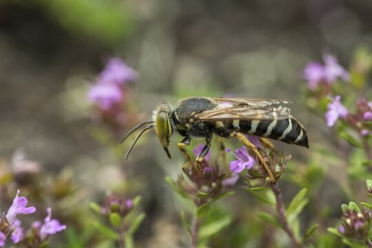 Bembix rostrata, common European sand wasp, crabroniade, hymenoptera, gyro wasp, digging wasps, insects, rostrates bembix wasp