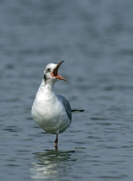 Black-headed gull, chroicocephalus ridibundus, black-headed gull, larus ridibundus, birds, charadriiformes, eclipse plumage, gulls, high size, portrait format, humor, limikolen, seagulls, resting dress, simple dress, birds