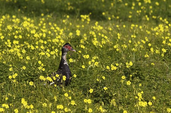 Muscovy duck (Cairina moschata) in meadow, Bermuda buttercup (Oxalis pes-caprae), also known as low wood sorrel, Santa Maria del Cam&iacute;, Calvi&agrave;, Majorca, Balearic Islands, Balearic Islands, Spain