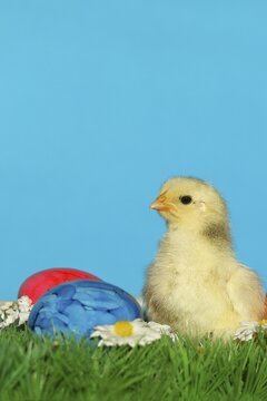 Domestic chicken (Gallus gallus domesticus), chicken chicks with colourful Easter eggs, North Rhine-Westphalia, Germany