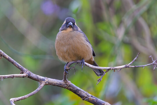 Male golden-billed saltator (Saltator aurantiirostris) perched on a branch.